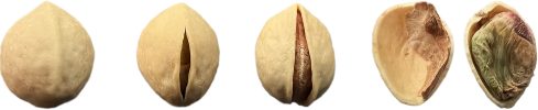 Figure_1_Shell_Sequence